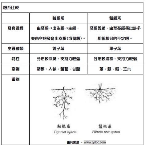 樹根位置|根的型態、構造與功能